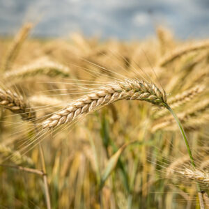 Wheat