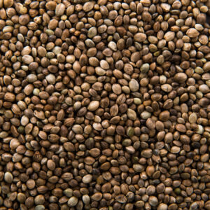 Coriander Seed